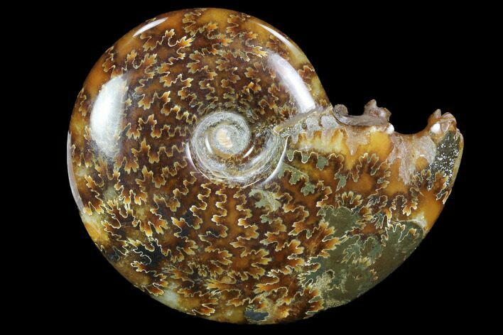 Polished, Agatized Ammonite (Cleoniceras) - Madagascar #97308